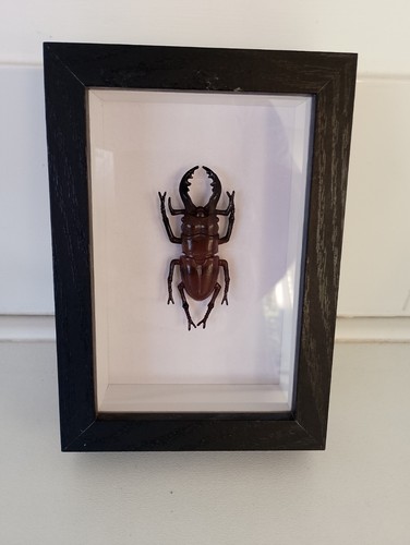 Framed stag beetle - stag,