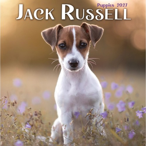 Jack russell puppies mini - russell,