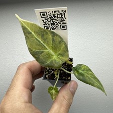 Alocasia black velvet Gold