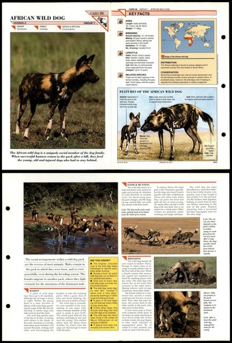 African wild dog mammals - wild,