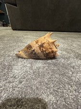Large Queen Conch Shell – Natural Sea Shell – Coastal Décor / Display Piece