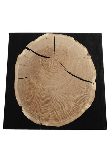 Oak tree slice round - x, end