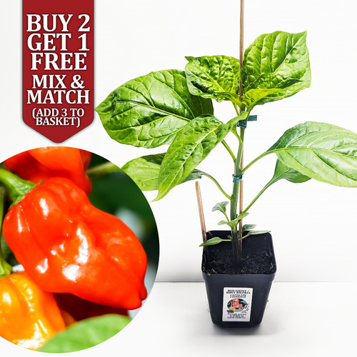 Red ghost bhut - jolokia, chilli