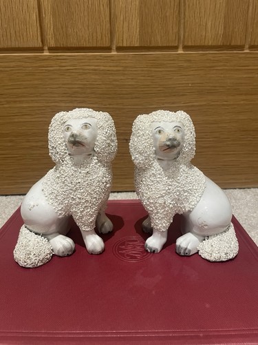 English staffordshire poodle - english,