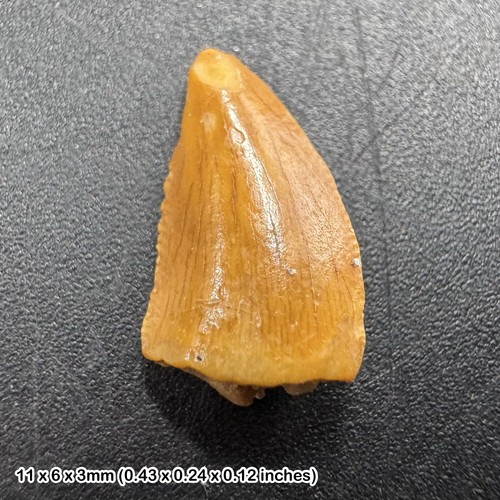Genuine raptor dinosaur tooth