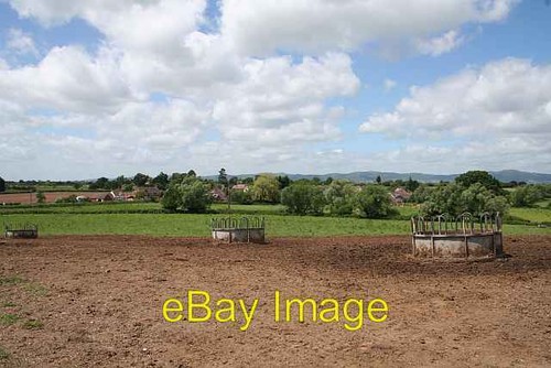 Photo 6x4 cattle - cattle, green