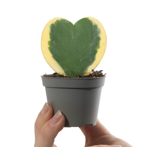 Baby valentine hoya kerrii - baby,