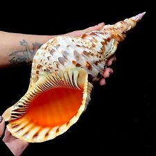 Extra Large Triton seashell Charonia Triton's trumpet 32 to 35 cm