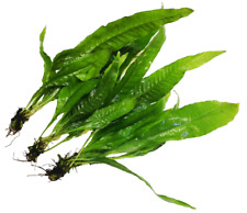 3x Java Fern "Large" Microsorum Pteropus Live Aquarium Aquatic Plants Fish Tank