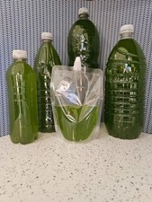 1L Green Water (Chlorella) Fry