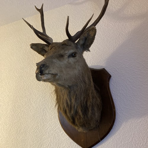 Antique large stags - antique,