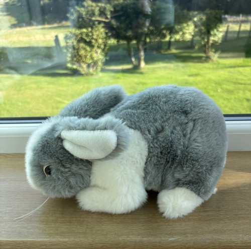 Grey white bunny rabbit - bunny,