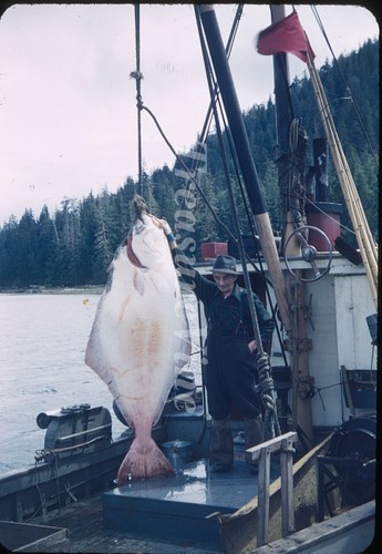 Giant alaskan halibut catch - halibut,