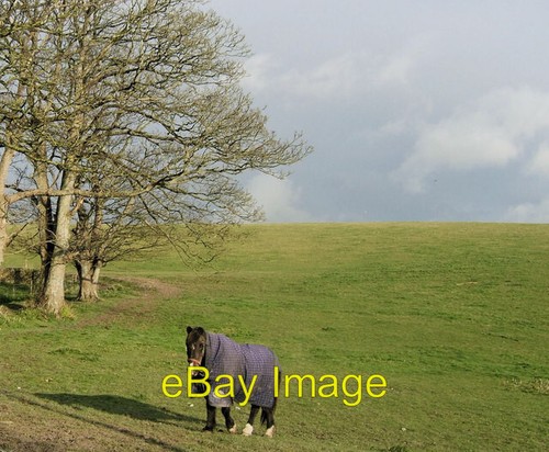 Photo 6x4 pantomime horse - photo,