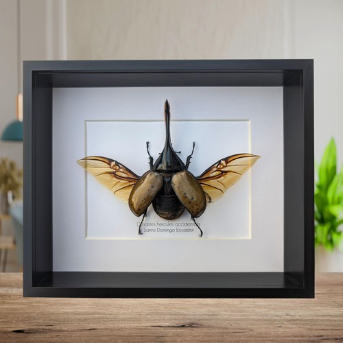 Framed dynastes hercules - framed,