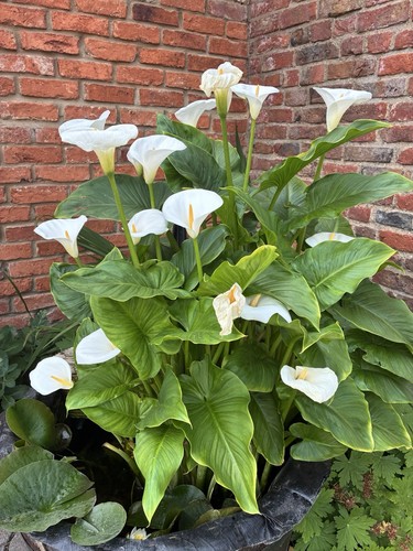Pond zantedeschia aethiopica - pond,