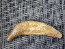 15 cm Basilosaurus whale