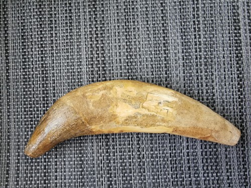 Basilosaurus whale - 15, cm