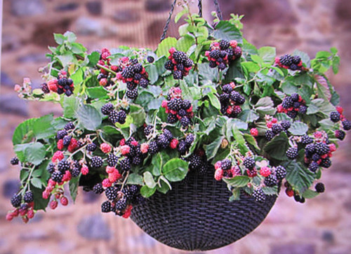 Cascade blackberry thorn - cascade, thorn-free