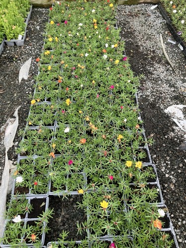 Portulaca sunseeker mixed - portulaca,