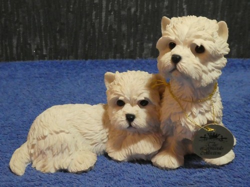 West highland terrier - highland,