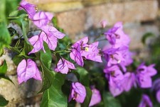 Bougainvillea 'Violet de