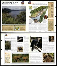 Wildlife Of Korup National