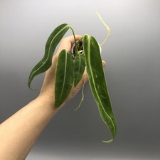 Anthurium warocqueanum #13