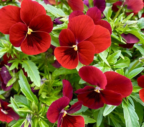 300x ruby crimson pansy seeds - ruby-crimson,
