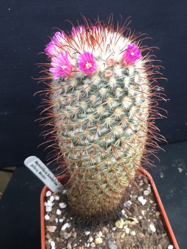 Sale mature mammillaria - sale!!,