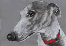 Original colour pencil artwork Art picture Stunning Whippet dog GREAT GIFT