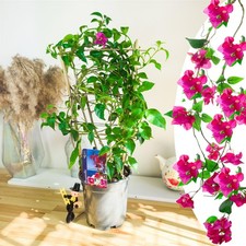 Santa Rita Bougainvillea
