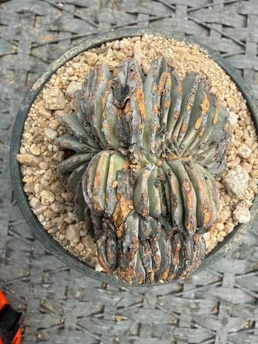 Crested geo mexicana rare - geo-mexicana, rare!