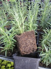 Rosemary officionalis Arp Hardy perennial 3 x  pot plants