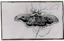 van gogh A3 photo death s head moth 1889