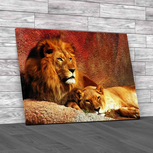 Wild lion and lioness - and, relaxing