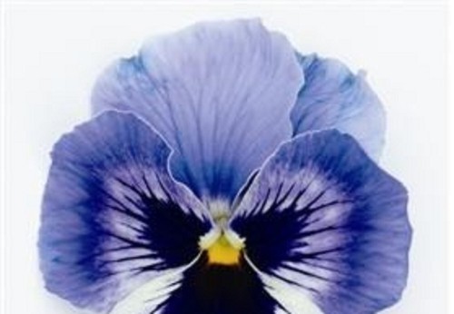 Pansy inspire marina - f1,