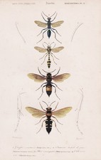 Vespa cineta wasps wasps