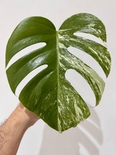 Variegated Monstera Albo