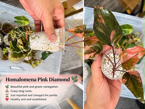Homalomena pink diamond - homalomena,