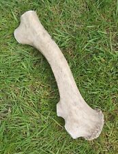 Red Deer Antler Natural Dog