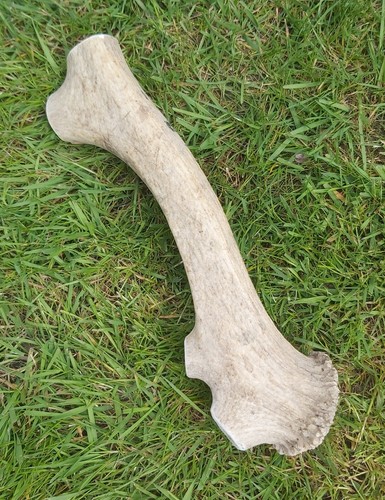Red deer antler natural dog - red,