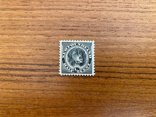 Newfoundland mint stamp 1894 - mint,