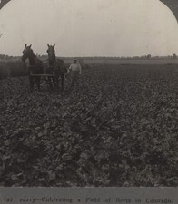 Horse Drawn Cultivator in a
