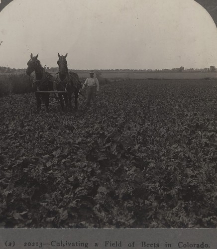 Horse drawn cultivator a - drawn,
