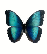 Morpho helenor papered - morpho,