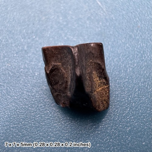 Fossil triceratops tooth