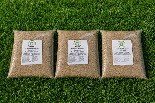 Kentucky bluegrass grass - kentucky,