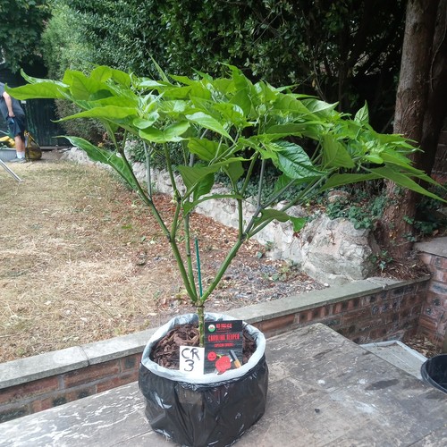 Carolina reaper chilli pepper - carolina,
