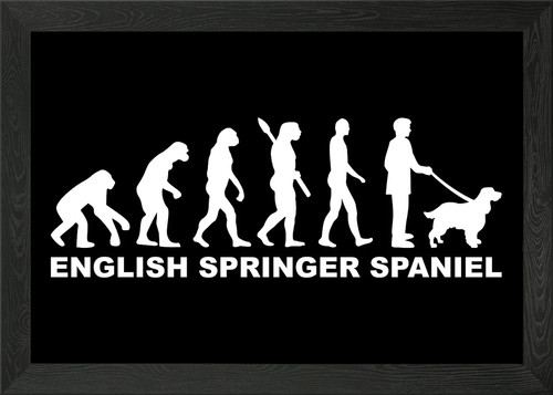 English springer spaniel - english,